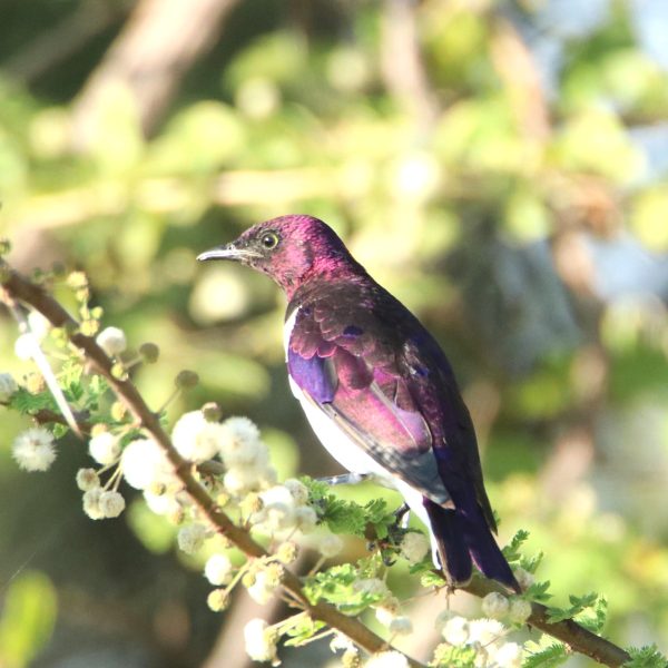 Nairobi National Park Birding