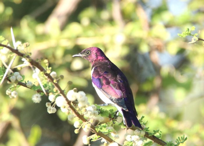 Nairobi National Park Birding
