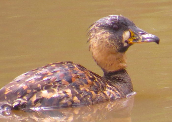 Karura Forest Birdwatching
