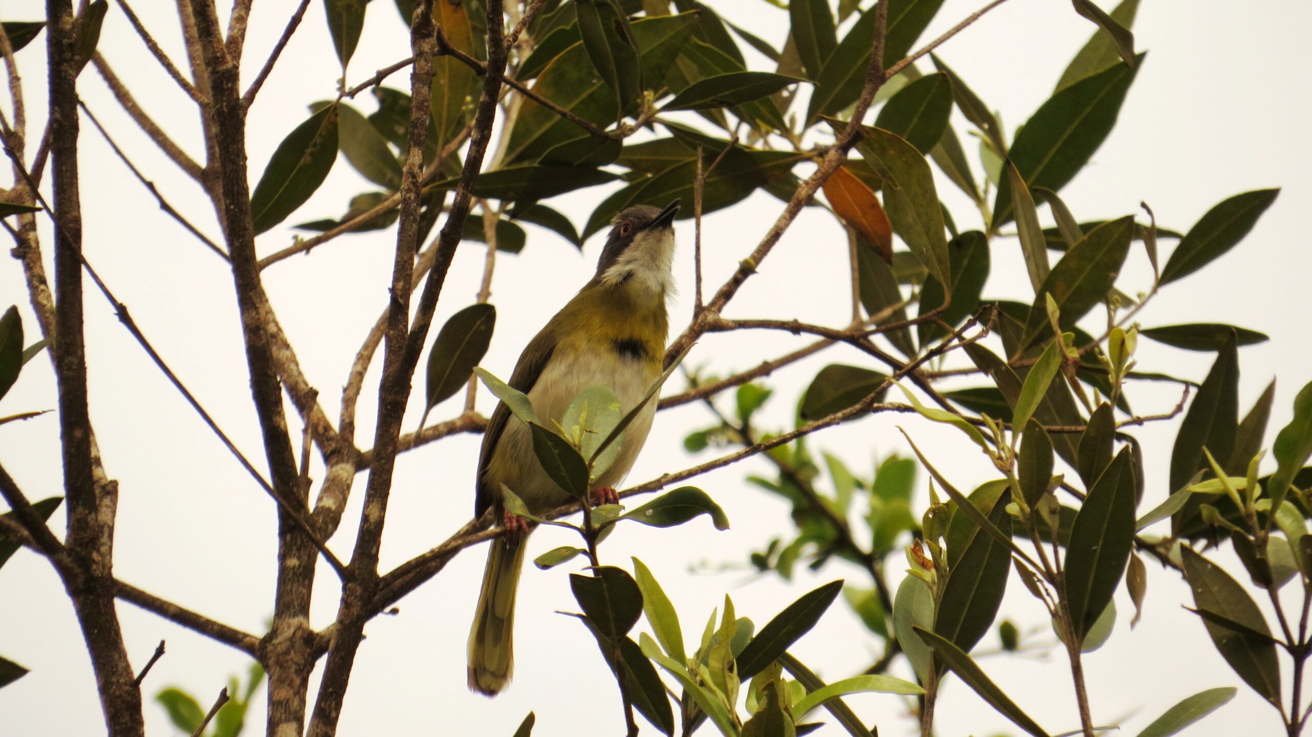 Birding Karura Forest