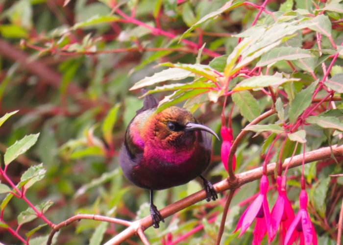 Birdwatching in Kenya