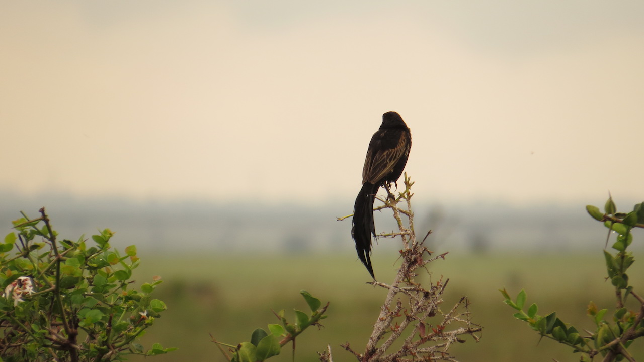Birdwatching Safaris Kenya