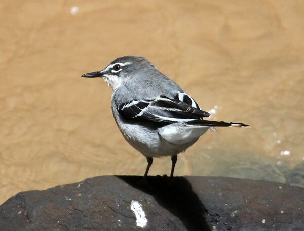 gatamaiyu forest birding