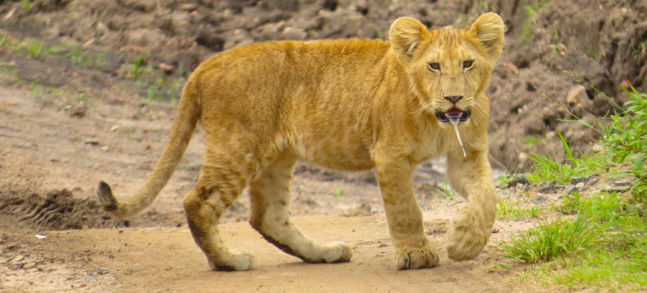 Wildlife safaris Kenya