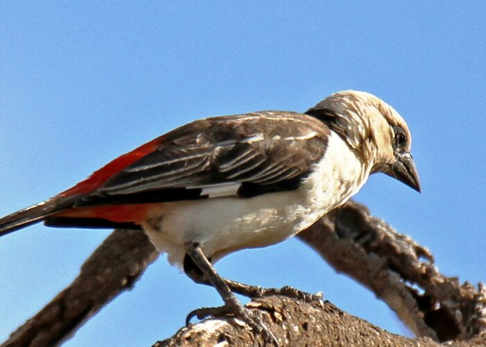 6 Days Kenya Budget Birding tour