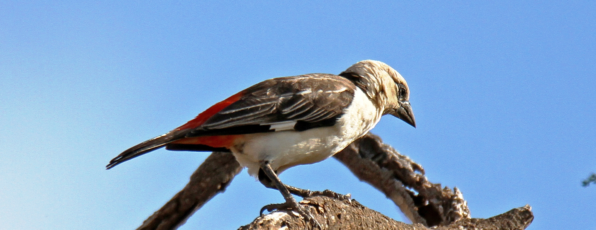 6 Days Kenya Budget Birding tour