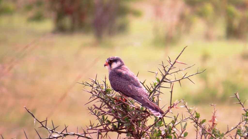 Best Tanzania birding holidays