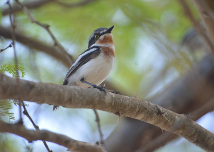 Kenya Coastal Birding