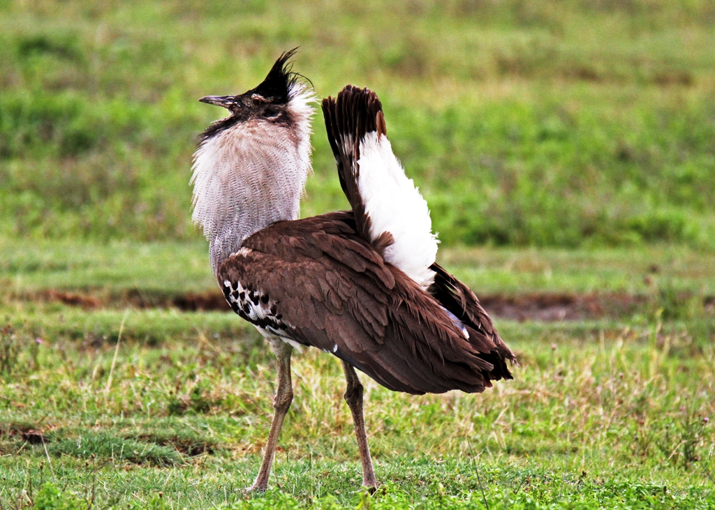 Tanzania Birding tours