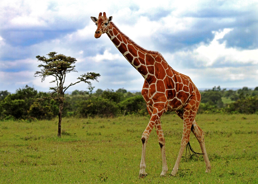 Incredible birding safaris Kenya