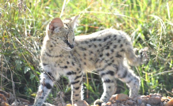 Birding Tours Kenya