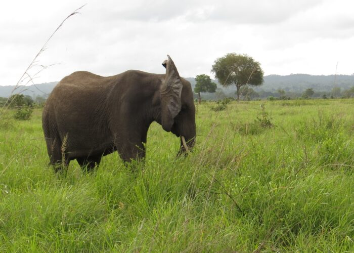 Tanzania birding tours