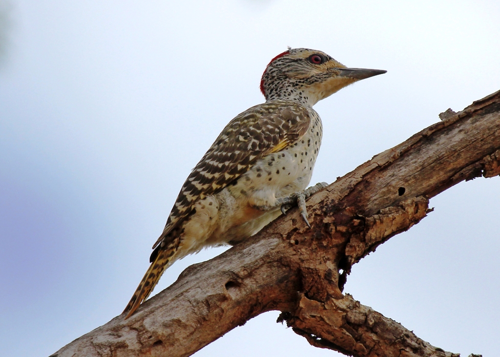Tsavo East Birding Tour