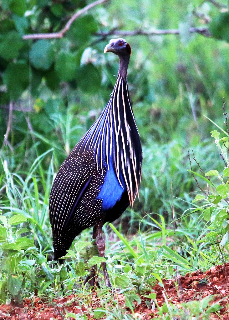 Coastal Kenya Birding