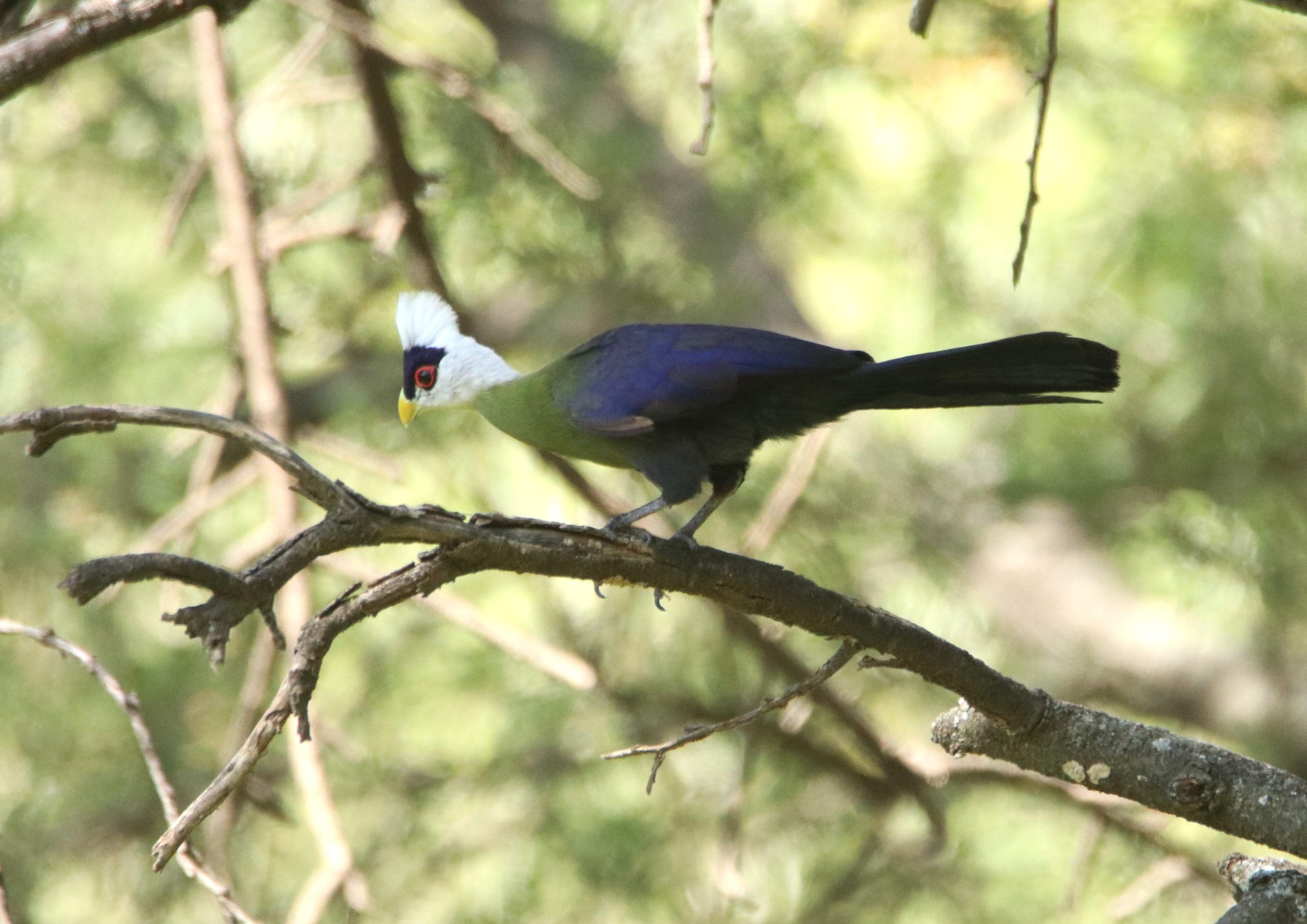 Birding_Kenya