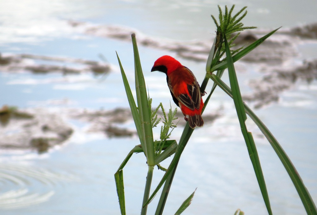 Southern Tanzania Birding