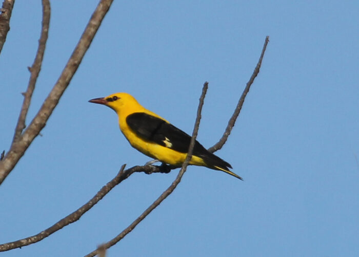 Shimba Hills_Birding