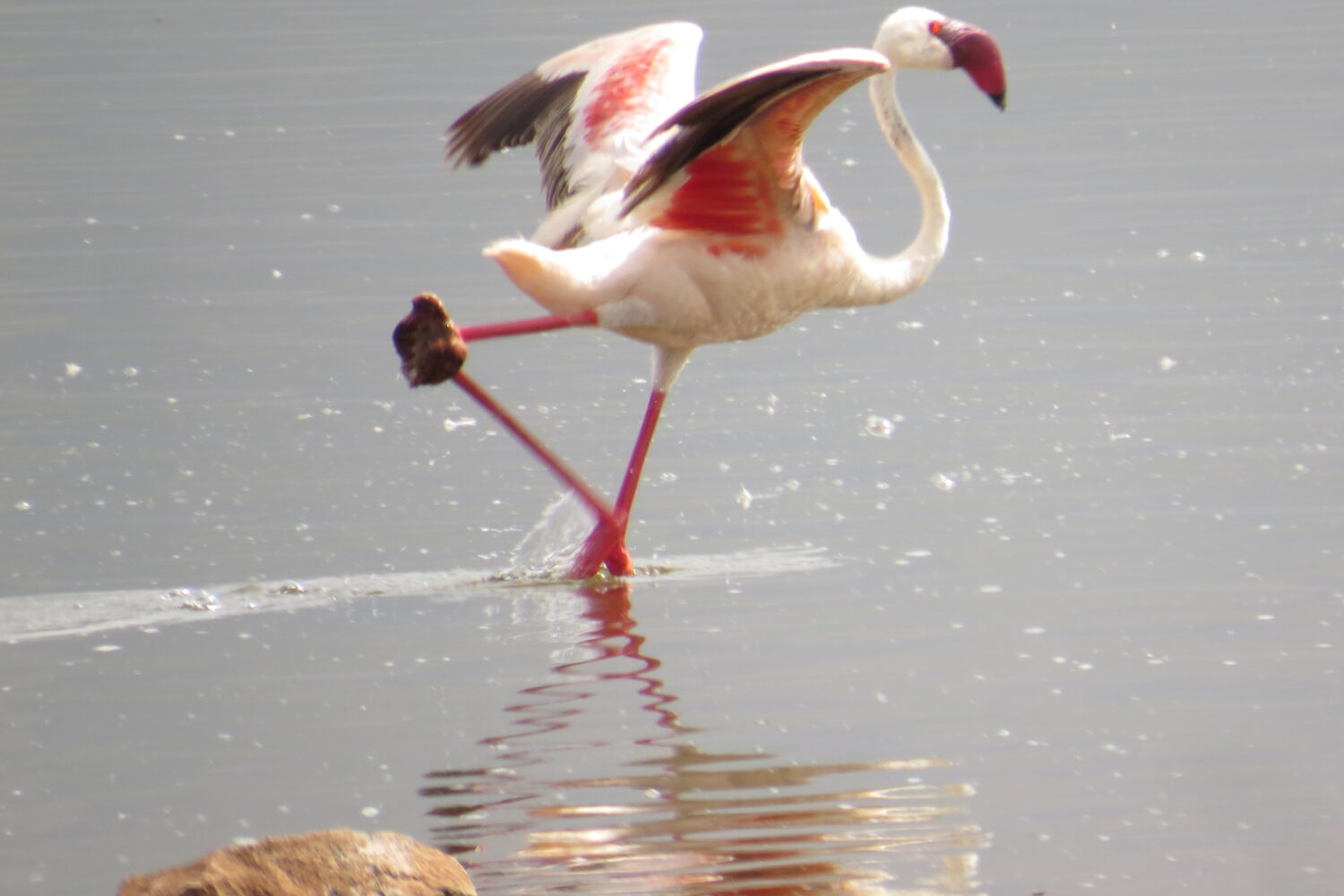 Lake Bogoria Birding