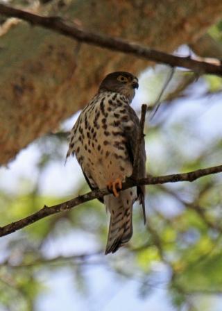 Saiwa National Park_Birdwatching