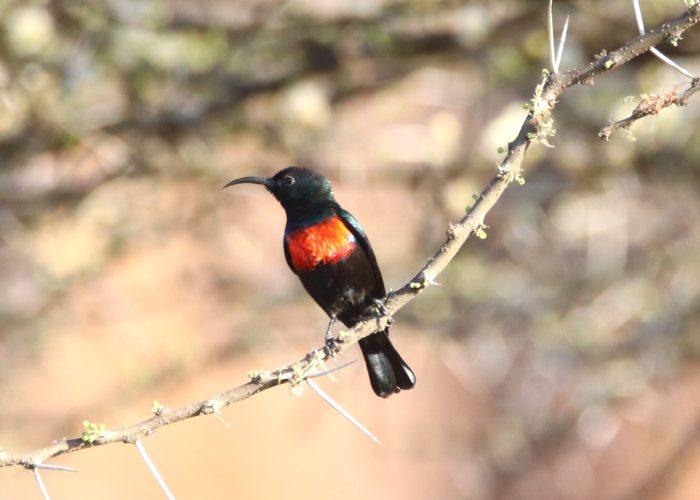 Birding Lake Baringo