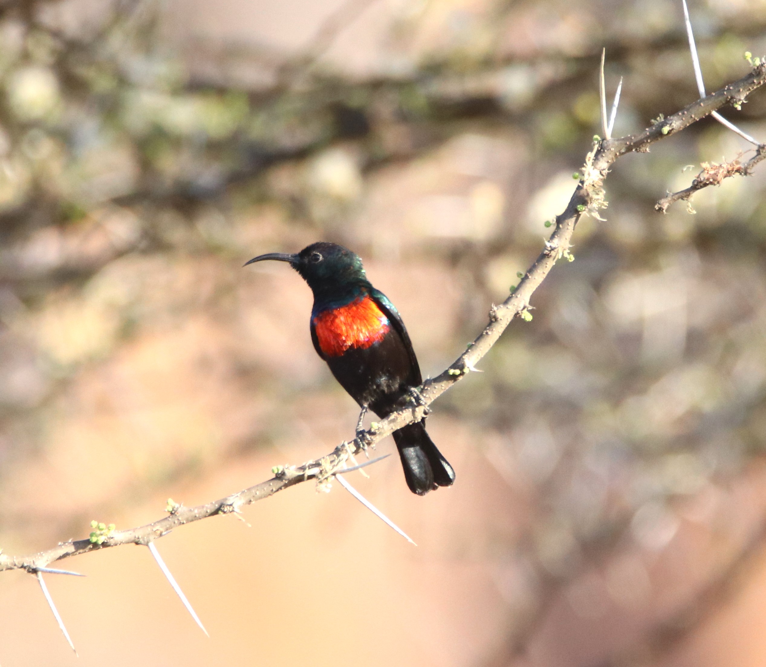 Birding Lake Baringo