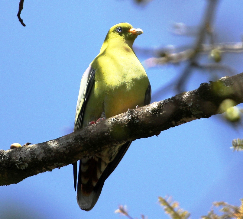 Aberdare Park Birding
