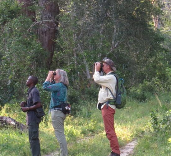 Arabuko Sokoke Forest birdwatching