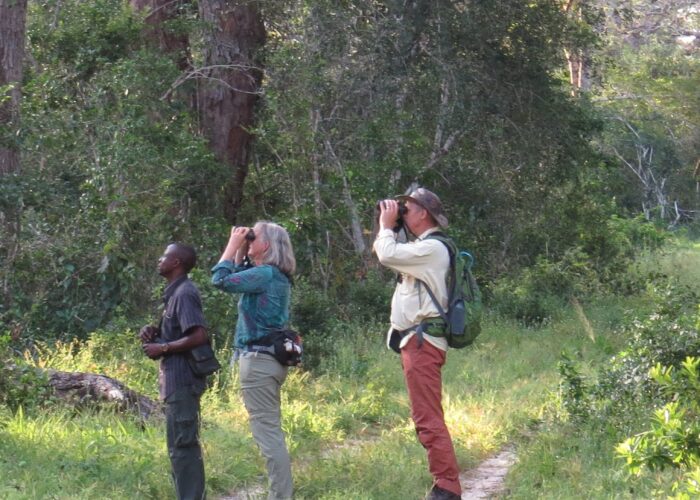 Arabuko Sokoke Forest birdwatching