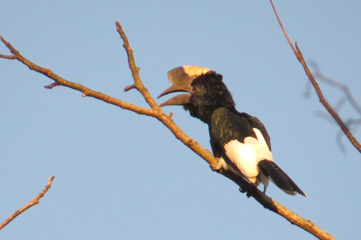 Birding Kakamega Forest