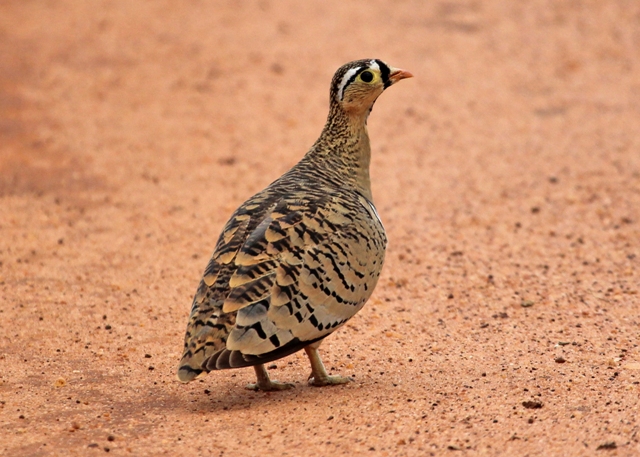 Tsavo East National Park Birdwatching