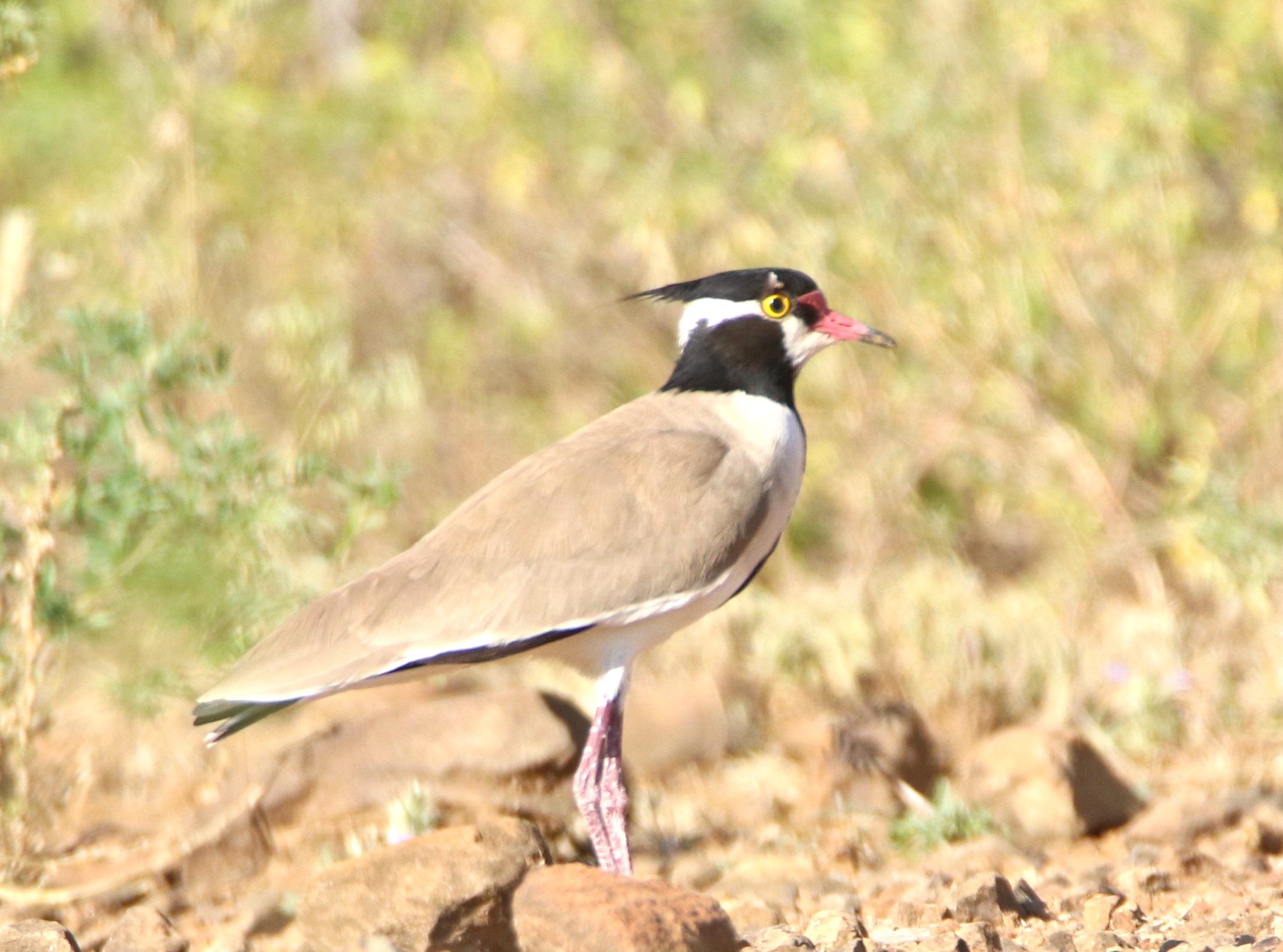 Birding Lake Bogoria