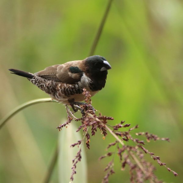 Busia Grasslands birding