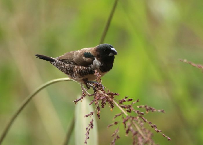 Busia Grasslands birding