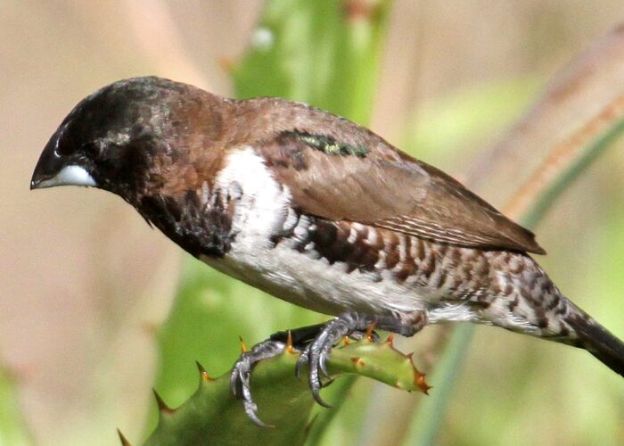 Busia Grasslands birdwatching