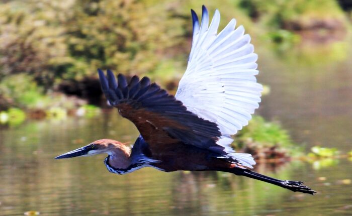 Lake Ol'Bolossat birding