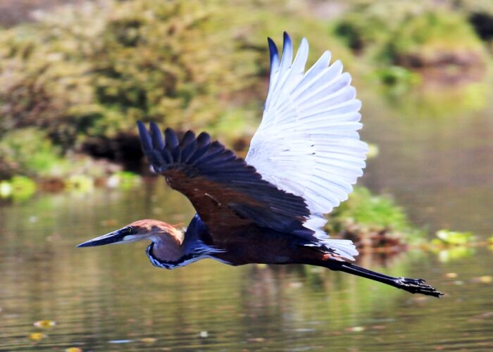 Lake Ol'Bolossat birding