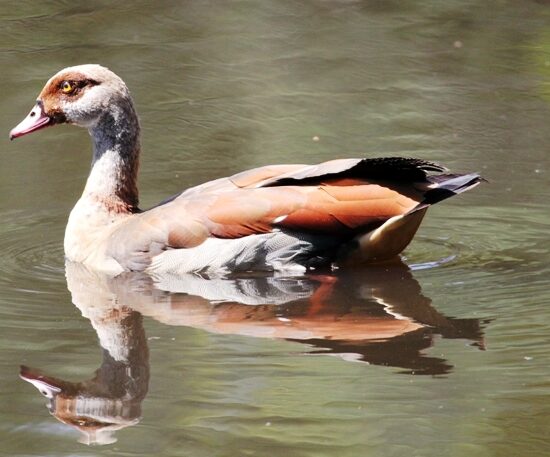 Lake Victoria Birding