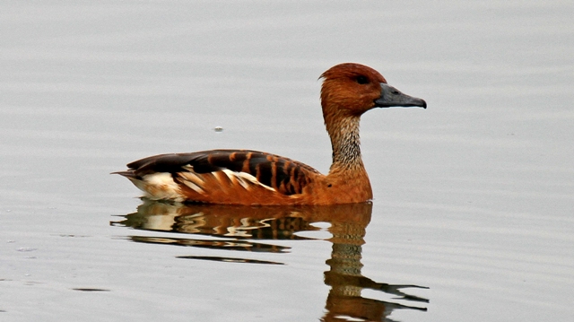 Manguo Swamp Birding