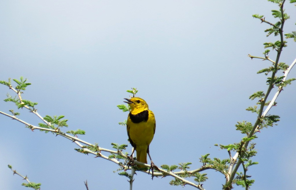 Arabuko Sokoke Forest birding