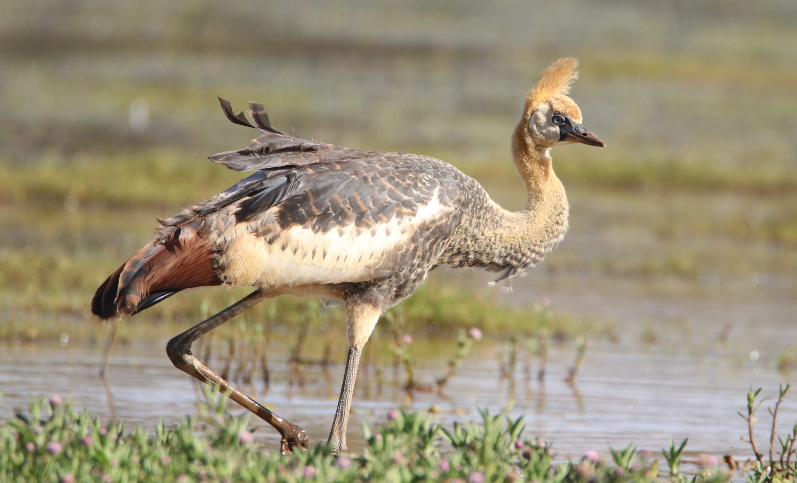 Birding Manguo Swamp
