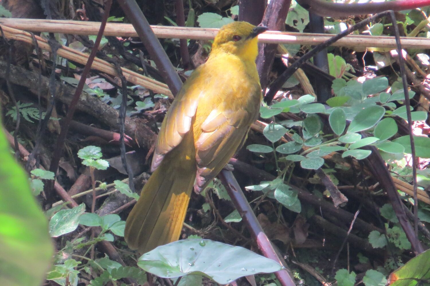 Kakamega Forest birding