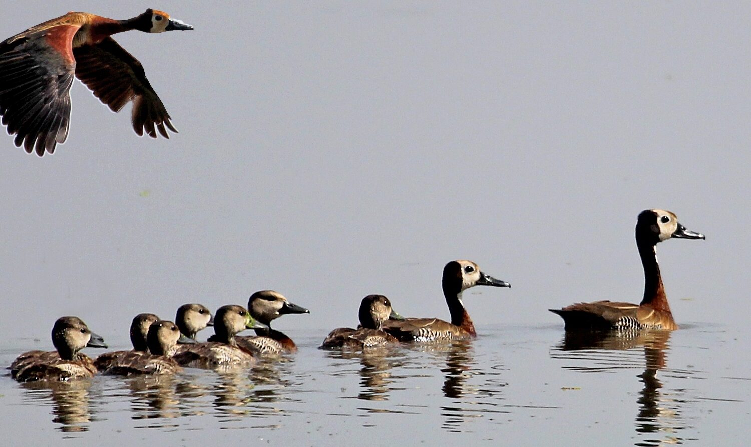 Lake Ol Bolossat birding