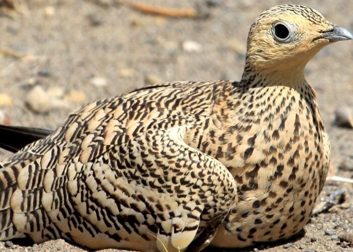 Lake Turkana Birding