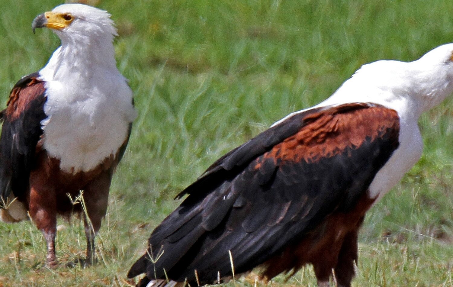Lake Victoria birding