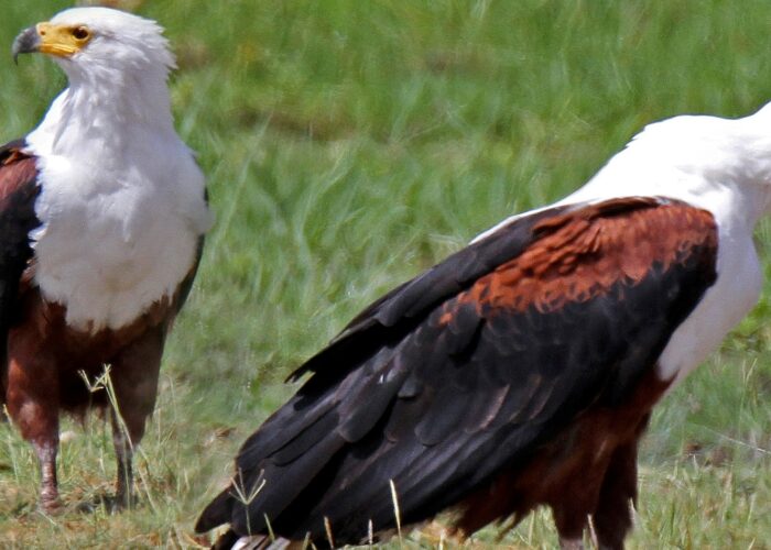 Lake Victoria birding