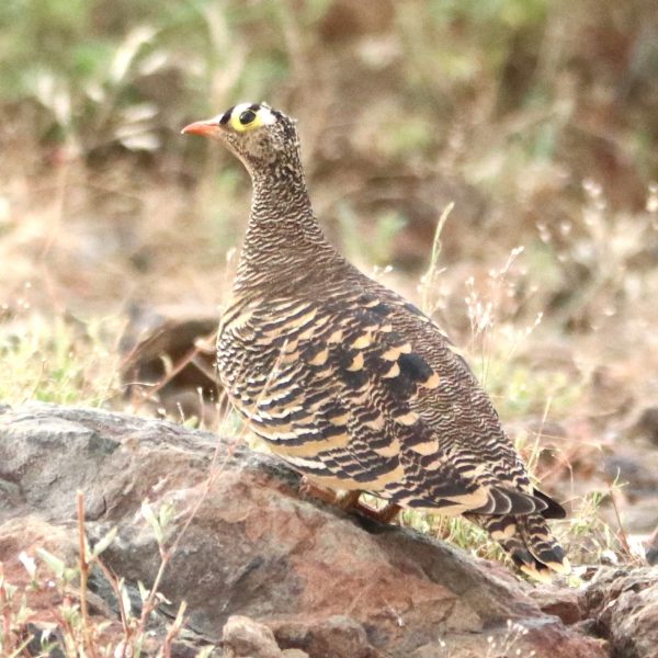 Lake Bogoria Birding
