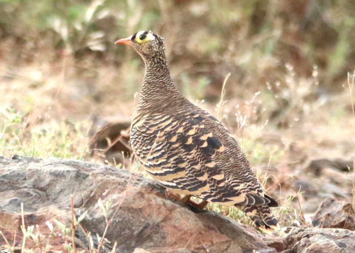 Lake Bogoria Birding