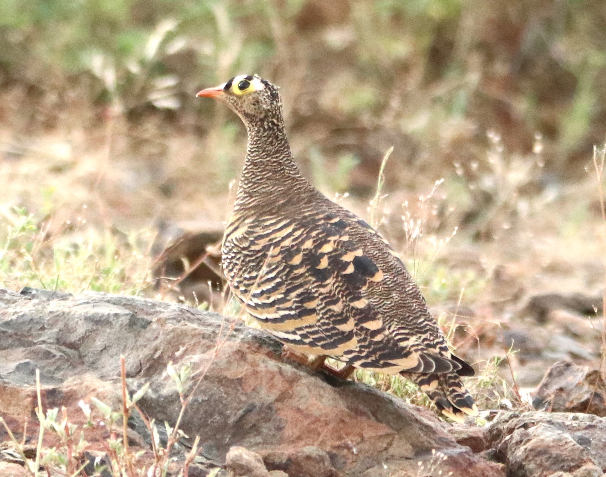 Lake Bogoria Birding
