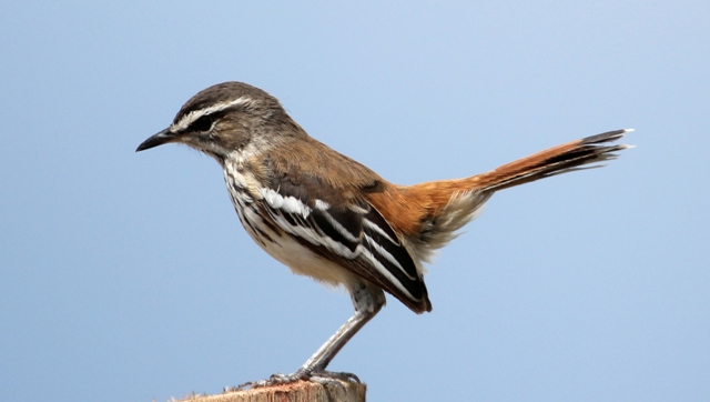 Birdwatching Marsabit National Park