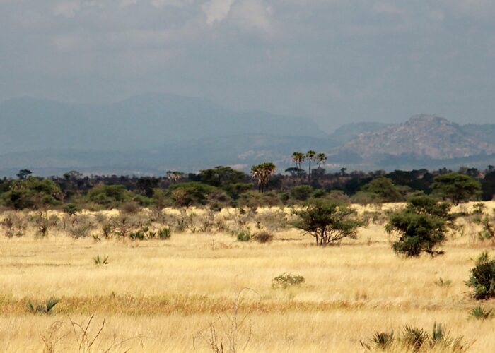 Birdwatching Meru National Park